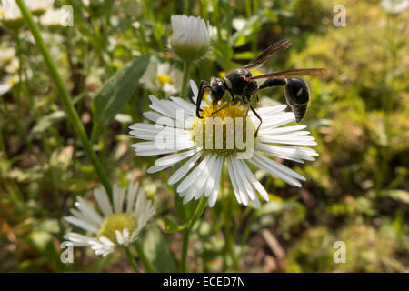 Guêpe sur daisy. Banque D'Images