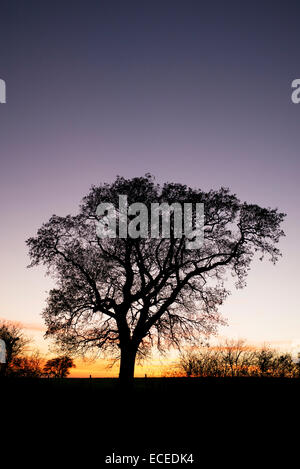 Quercus. Oak Tree silhouette au coucher du soleil dans la campagne anglaise Banque D'Images