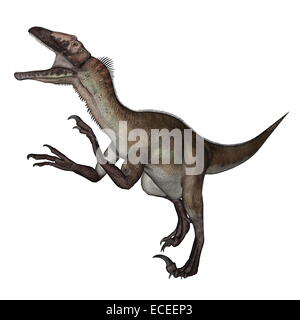 En rugissant de dinosaures Utahraptor fond blanc- 3D render Banque D'Images