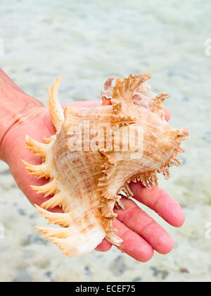 Sea Shell sur la rive Banque D'Images