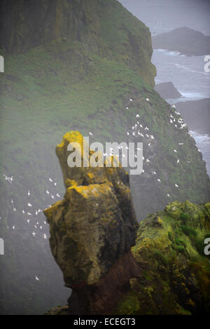 Les colonies d'oiseaux dans les falaises de brouillard de mykines, Faroe Islands Banque D'Images