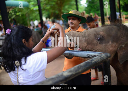 Les touristes nourrir les bébés éléphants pour un conseil au cours de l'alimentation au temps orphelinat Pinnawala Elephant dans l' Ouest Province de Sri L Banque D'Images