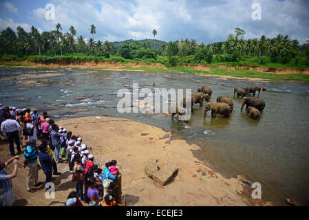 Les éléphants sont prises pour la rivière pour un bain à l'Orphelinat Pinnawala Elephant, Liège Province de Sri Lanka. Pour la con Banque D'Images