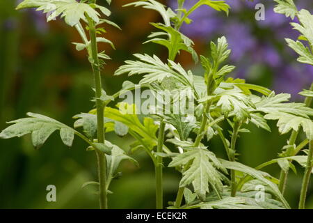 Armoise (Artemisia vulgaris) plante dans un jardin Banque D'Images