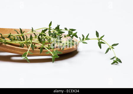 Le thym (Thymus vulgaris) brindilles sur fond blanc Banque D'Images