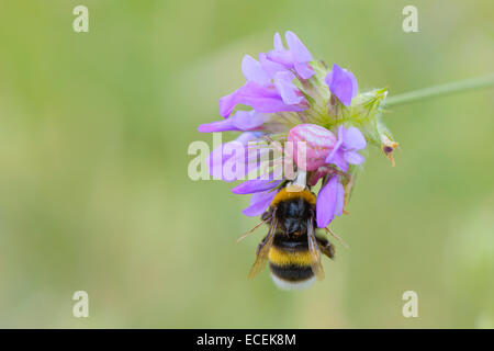 Veraenderliche Krabbenspinne, Misumena vatia araignée crabe, Houghton Banque D'Images