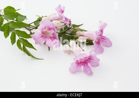 Vigne trompette rose Podranea ricasoliana (fleurs) sur fond blanc Banque D'Images