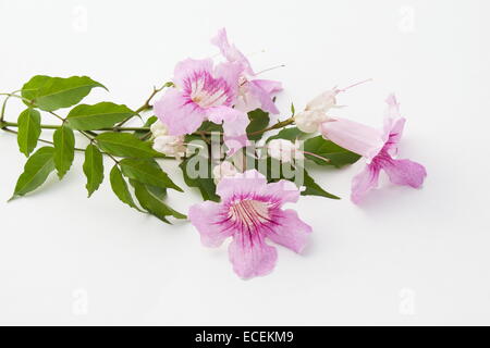 Vigne trompette rose Podranea ricasoliana (fleurs) sur fond blanc Banque D'Images