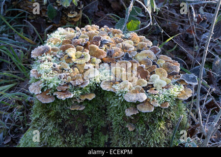 Close-up study tôt le matin soleil de champignons poussant sur une souche d'arbre en décomposition dans un environnement boisé