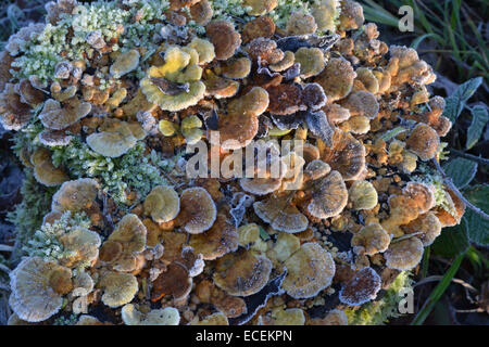 Close-up étude des champignons poussant sur une souche d'arbre en décomposition Banque D'Images