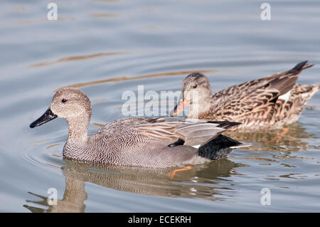 Portrait de canards chipeaux horizontale, Mareca strepera. Adultes natation sur l'eau. Banque D'Images