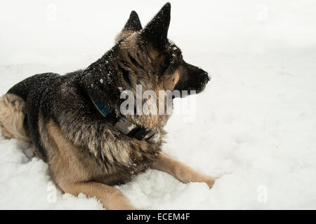 Chien sur la neige Banque D'Images