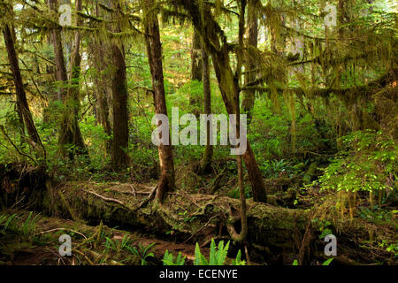 Journal d'une infirmière dans le Cathedral Grove, l'île de Vancouver, C.-B. Banque D'Images