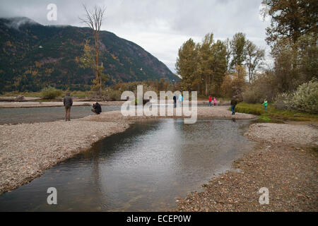 Adams River Salmon Run 2014 Banque D'Images