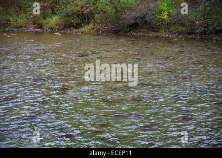 Adams River Salmon Run 2014 Banque D'Images