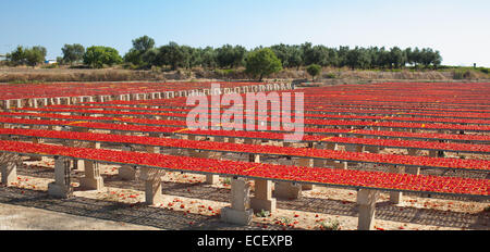 La production de tomates de San Marzano séché de manière naturelle au soleil. Banque D'Images