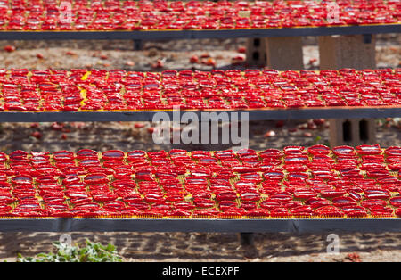 La production de tomates de San Marzano séché de manière naturelle au soleil. Banque D'Images