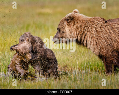 L'ours brun d'Alaska d'oursons se débattre avec eux tandis que leur mère veille sur eux à Lake Clark National Park Banque D'Images