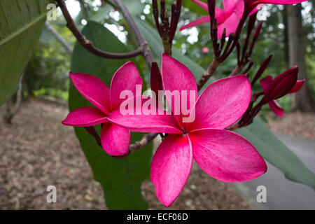 Belles fleurs de frangipanier exotique tropical rose sur l'arbre Banque D'Images
