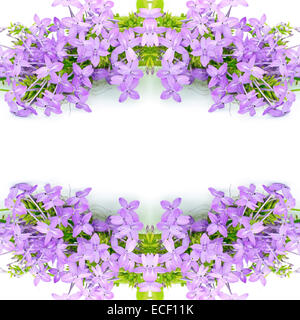 Oranger fleur violette, Violette Ixora (Pseuderanthemum andersonii), isolé sur fond blanc Banque D'Images
