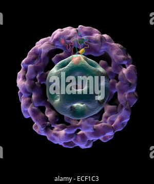 Structure 3D du complexe pyruvate déshydrogénase mégadaltons 11 qui est responsable de la synthèse de l'acétyl métabolite clé Banque D'Images