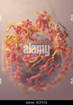 Structure 3D d'un dérivé de cellules de mélanome par microscopie électronique à l'abrasion. Banque D'Images