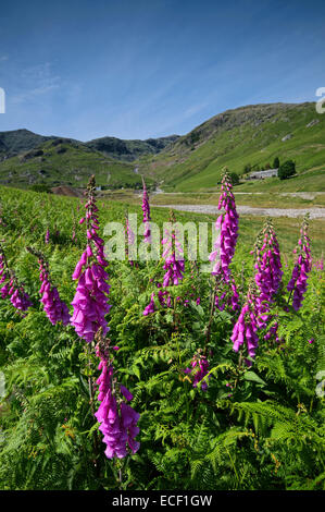 Vue à la recherche jusqu'à la Lande de Coniston dans le Parc National du Lake District, Cumbria Banque D'Images