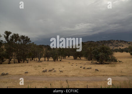 Une photo de quelques moutons sur un très sec de la sécheresse agricole australien. Banque D'Images