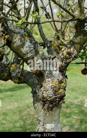 Bavure des nœuds sur un pommier vieux mais productif, des lichens et d'autres signes de sa longue vie Banque D'Images