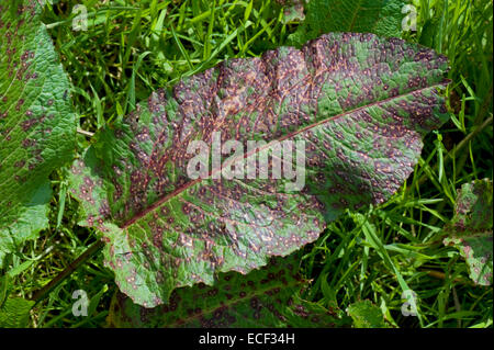 Un tache des feuilles, Ramularia rubella, affectant sérieusement une feuille de vaste dock, Rumex obtusifolius, Berkshire, Mai Banque D'Images