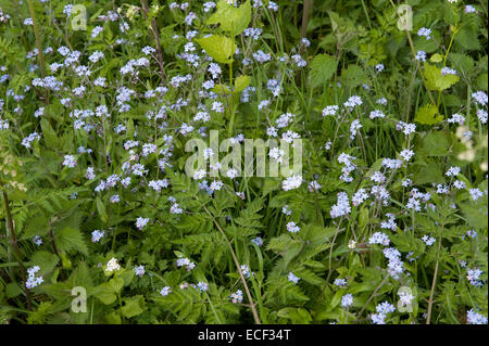 Domaine forget-me-not, Myosotis arvensis floraison sur marge, bordure de Bershire, Mai Banque D'Images