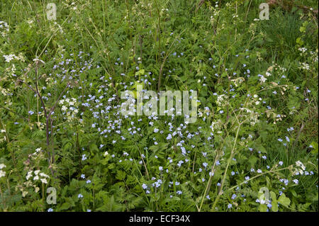 Domaine forget-me-not, Myosotis arvensis avec umbellifers à fleurs et autres plantes sur marge, bordure de Bershire, Mai Banque D'Images