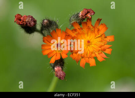 Fox et d'oursons ou orange épervière, Pilosella aurantiaca, fleurs sur une pelouse Banque D'Images