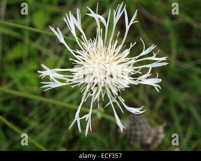 Fleur de la forme blanche de la plus grande pantade, Centaurea scabiosa, avec le coléoptère pollinique, Brassicogethes aeneus, infestation Banque D'Images