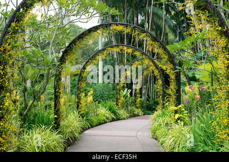 Artificiel pittoresque avec de nombreux arcs fleurs orchidée jaune dans le célèbre Jardin Botanique de Singapour Banque D'Images