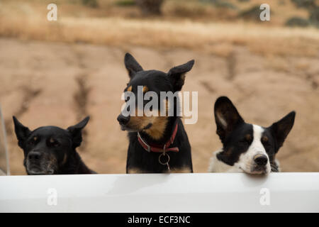 Une photographie de certains chiens ferme à l'arrière d'une voiture sur une ferme en Australie. Ces chiens sont utilisés pour le rassemblement. Banque D'Images