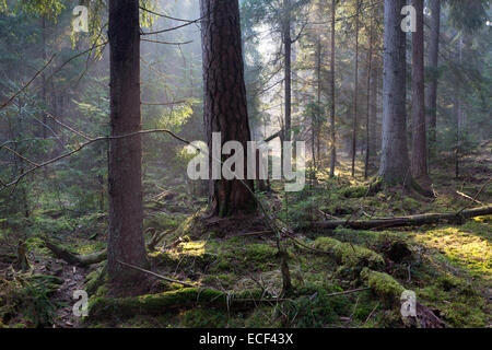 Sunbeam entrant dans la forêt de conifères riches matin brumeux avec de vieux chêne et pin arbre en premier plan Banque D'Images