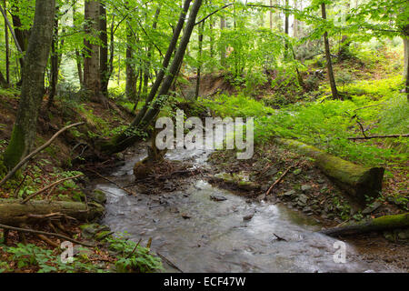 Forêt paisible de l'écoulement vers le bas entre les pierres dans la région d'été Bieszczady Banque D'Images