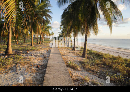 Chemin de béton par des cocotiers sur une côte tropicale Banque D'Images