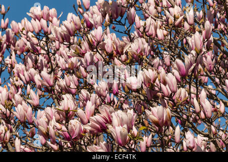 Magnolia en fleurs Banque D'Images