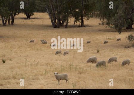 Une photo de quelques moutons sur un très sec de la sécheresse agricole australien. Les moutons à l'avant est à la recherche dans l'appareil. Banque D'Images