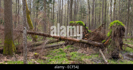 La forêt des marais de l'aulne de printemps avec de l'eau stagnante et storm broken sapin Banque D'Images