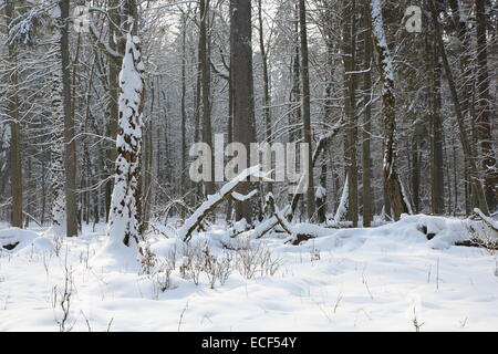 Après les chutes de neige en peuplement feuillu matin de neige arbres emballés et tilleuls en premier plan Banque D'Images