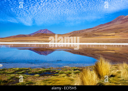 Laguna au 'Ruta de las Joyas altoandinas' en Bolivie avec des flamants roses dans le lac de pêche Banque D'Images