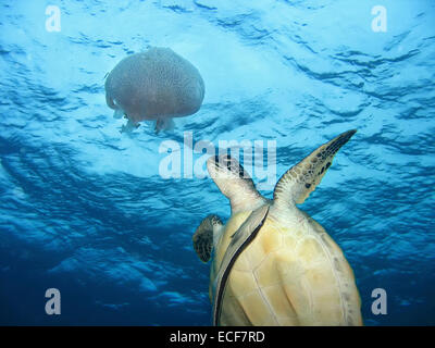 Tortue de mer verte et de méduses Banque D'Images