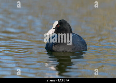 Blaesshuhn, Foulque macroule, Fulica atra Banque D'Images