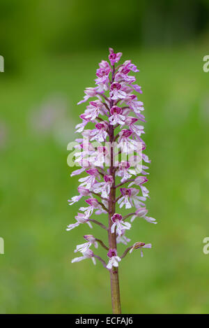 Purpurknabenkraut, Orchis purpurea, Orchidée Banque D'Images