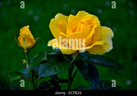 Un portrait photo de la Rosa 'Guy's Gold' dans un jardin border Banque D'Images