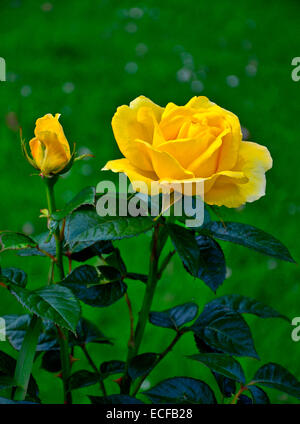 Un portrait photo de la Rosa 'Guy's Gold' dans une bordure de fleurs Banque D'Images