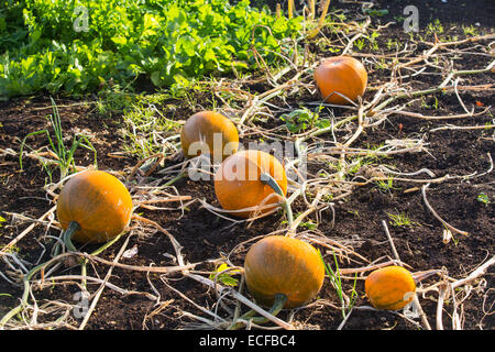 Pumpkins croissant dans le jardins de Felbrigg Hall dans le Norfolk, Royaume-Uni. Banque D'Images